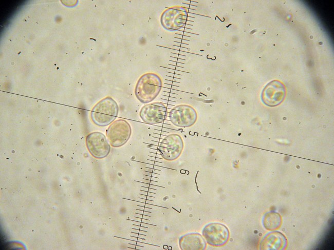 Pluteus secc. Hispidoderma (cfr. P. semibulbosus)